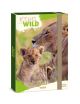 Кутия с ластик А4 Ars Una Icons of the Wild - Lions